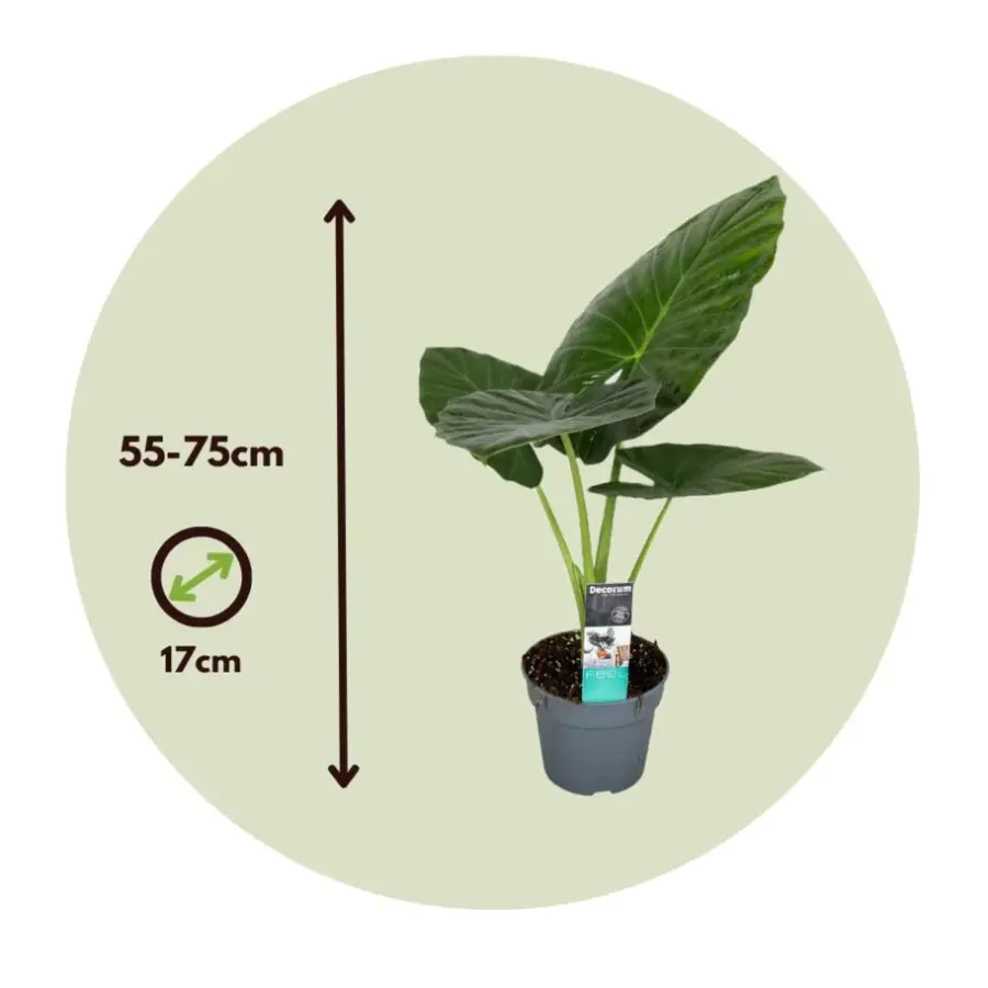 Kamerplanten-Plant in a Box Olifantsoor - Alocasia 'Odora' - Hoogte 55-75cm - ⌀17cm