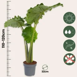 Kamerplanten-Plant in a Box Olifantsoor - Alocasia 'Portodora' - Hoogte 110-120cm - ⌀32cm