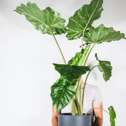 Kamerplanten-Plant in a Box Olifantsoor - Alocasia 'Portodora' - Hoogte 110-120cm - ⌀32cm