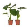 Plant in a Box Olifantsoor - Set van 2 - Alocasia 'Macrorrhizos' - Hoogte 60-70cm - ⌀17cm