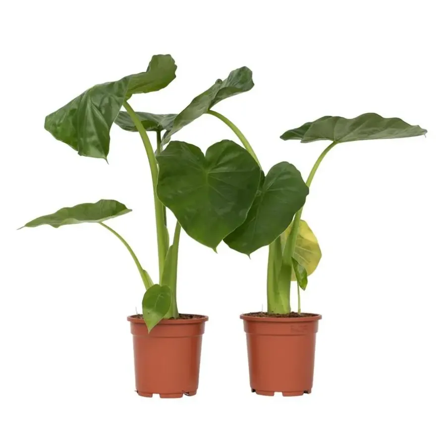 Plant in a Box Olifantsoor - Set van 2 - Alocasia 'Macrorrhizos' - Hoogte 60-70cm - ⌀17cm