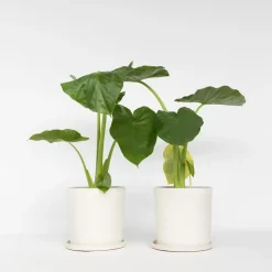 Plant in a Box Olifantsoor - Set van 2 - Alocasia 'Macrorrhizos' - Hoogte 60-70cm - ⌀17cm