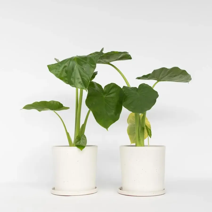 Plant in a Box Olifantsoor - Set van 2 - Alocasia 'Macrorrhizos' - Hoogte 60-70cm - ⌀17cm