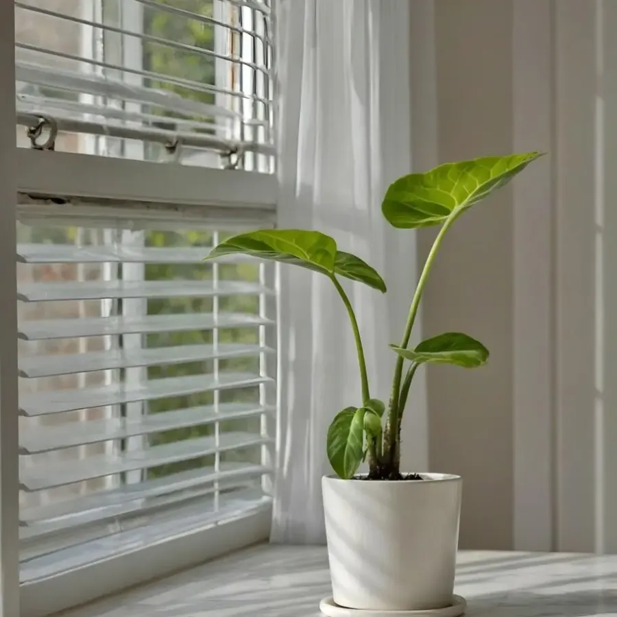 Plant in a Box Olifantsoor - Set van 2 - Alocasia 'Macrorrhizos' - Hoogte 60-70cm - ⌀17cm