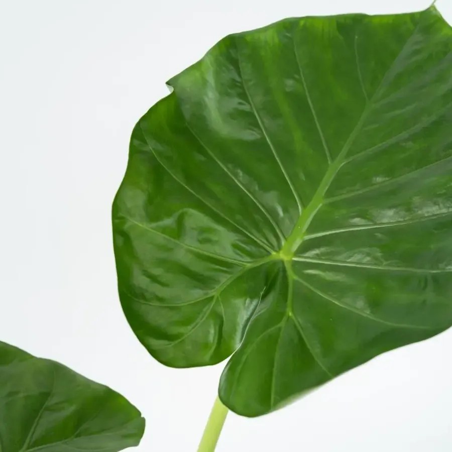 Plant in a Box Olifantsoor - Set van 2 - Alocasia 'Macrorrhizos' - Hoogte 60-70cm - ⌀17cm