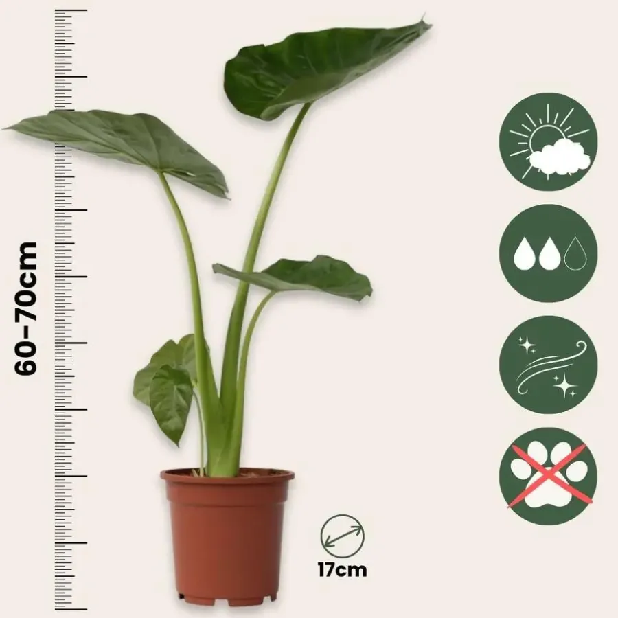 Plant in a Box Olifantsoor - Set van 2 - Alocasia 'Macrorrhizos' - Hoogte 60-70cm - ⌀17cm