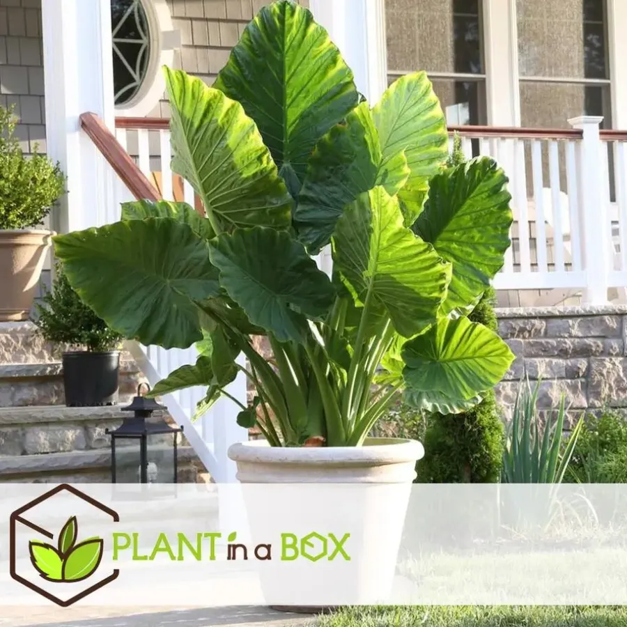 Plant in a Box Olifantsoor - Set van 2 - Alocasia 'Macrorrhizos' - Hoogte 60-70cm - ⌀17cm