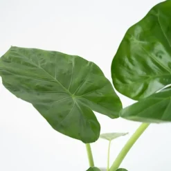 Plant in a Box Olifantsoor - Set van 2 - Alocasia 'Macrorrhizos' - Hoogte 60-70cm - ⌀17cm