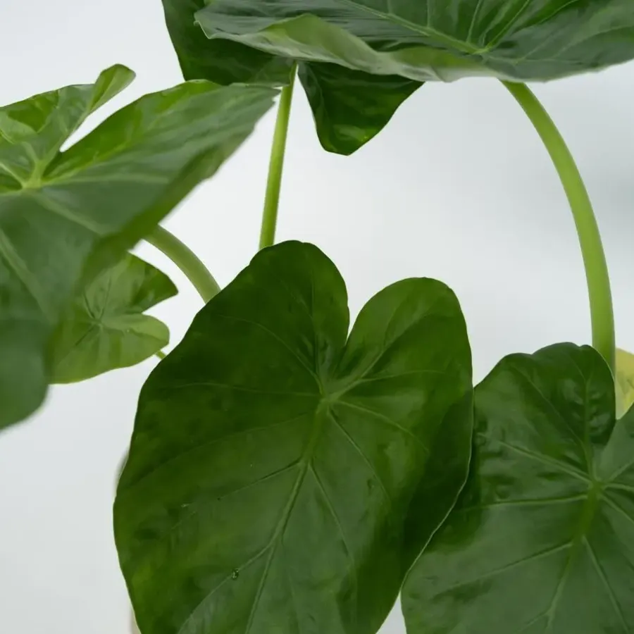 Plant in a Box Olifantsoor - Set van 2 - Alocasia 'Macrorrhizos' - Hoogte 60-70cm - ⌀17cm