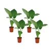 Plant in a Box Olifantsoor - Set van 4 - Alocasia 'Macrorrhizos' - Hoogte 60-70cm - ⌀17cm