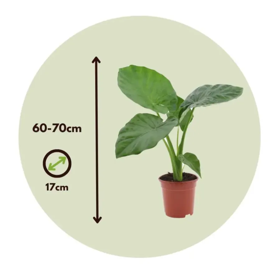 Plant in a Box Olifantsoor - Set van 4 - Alocasia 'Macrorrhizos' - Hoogte 60-70cm - ⌀17cm