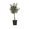 Planten|Bomen-Plant in a Box Olijfboom - Olea europaea - Hoogte 60-70cm - ⌀17cm