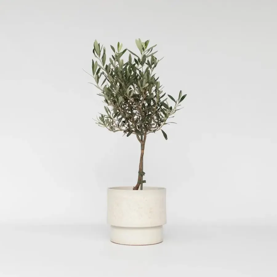 Planten|Bomen-Plant in a Box Olijfboom - Olea europaea - Hoogte 60-70cm - ⌀17cm