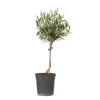 Plant in a Box Olijfboom - Olea europaea - Hoogte 45-55cm - ⌀14cm