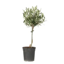 Plant in a Box Olijfboom - Olea europaea - Hoogte 45-55cm - ⌀14cm