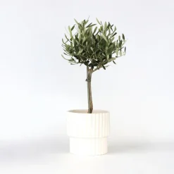 Plant in a Box Olijfboom - Olea europaea - Hoogte 45-55cm - ⌀14cm