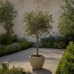 Plant in a Box Olijfboom - Olea europaea - Hoogte 45-55cm - ⌀14cm