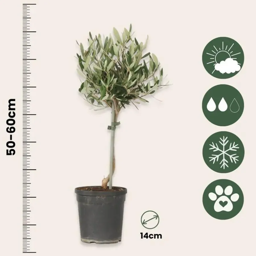 Plant in a Box Olijfboom - Olea europaea - Hoogte 45-55cm - ⌀14cm