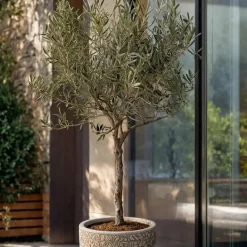 Plant in a Box Olijfboom - Olea europaea - Hoogte 45-55cm - ⌀14cm