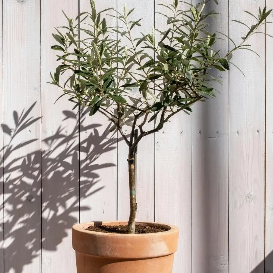 Plant in a Box Olijfboom - Olea europaea - Hoogte 45-55cm - ⌀14cm