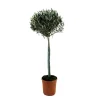 Planten|Bomen-Plant in a Box Olijfboom - Olea europaea - Hoogte 155-170cm - ⌀19cm