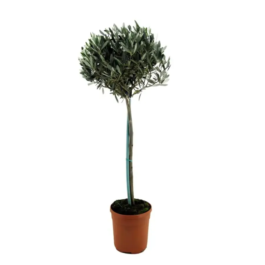 Planten|Bomen-Plant in a Box Olijfboom - Olea europaea - Hoogte 155-170cm - ⌀19cm