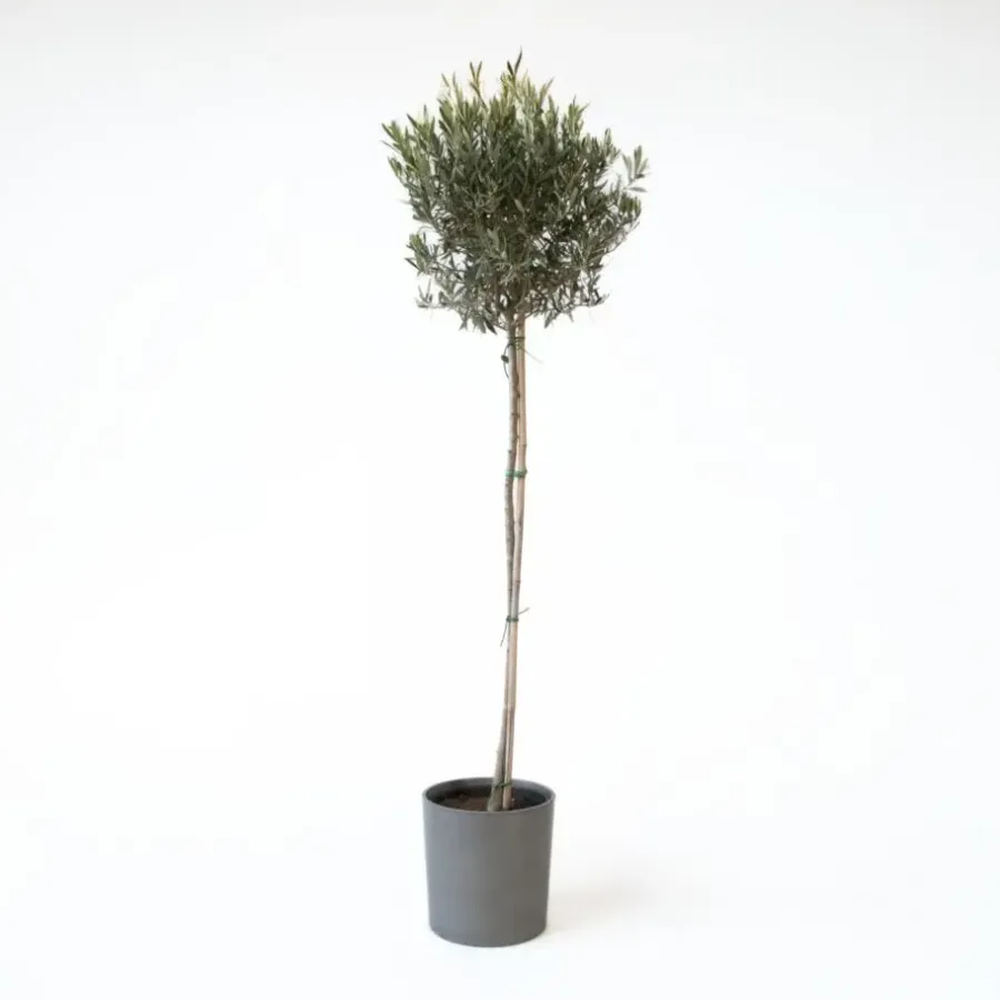 Planten|Bomen-Plant in a Box Olijfboom - Olea europaea - Hoogte 155-170cm - ⌀19cm
