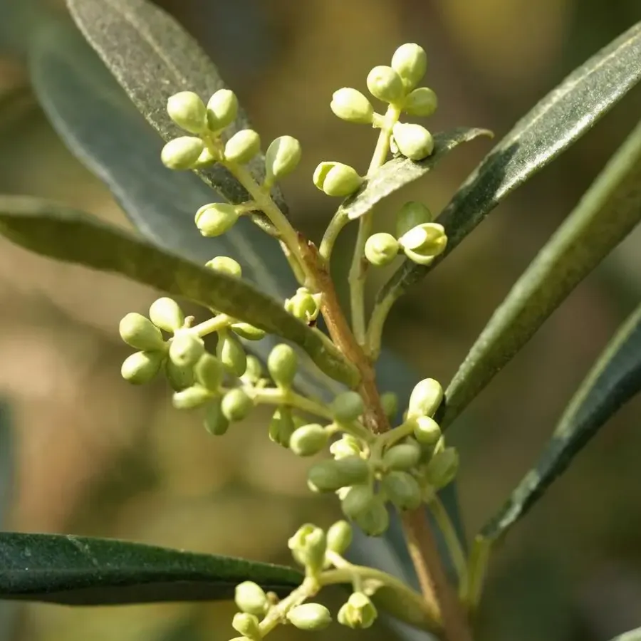 Planten|Bomen-Plant in a Box Olijfboom - Olea europaea - Hoogte 155-170cm - ⌀19cm