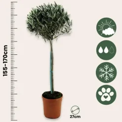 Planten|Bomen-Plant in a Box Olijfboom - Olea europaea - Hoogte 155-170cm - ⌀19cm