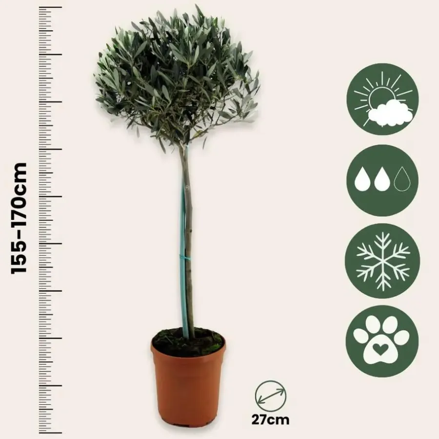 Planten|Bomen-Plant in a Box Olijfboom - Olea europaea - Hoogte 155-170cm - ⌀19cm