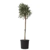 Plant in a Box Olijfboom - Olea europaea - Hoogte 90-100cm - ⌀21cm