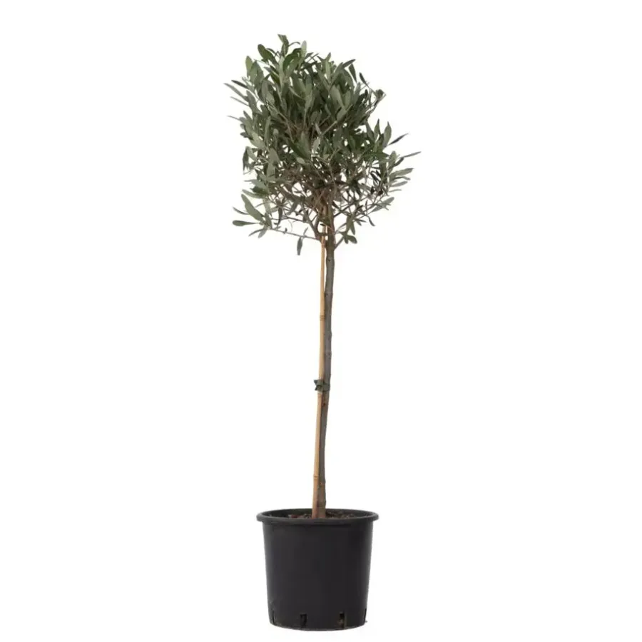 Plant in a Box Olijfboom - Olea europaea - Hoogte 90-100cm - ⌀21cm