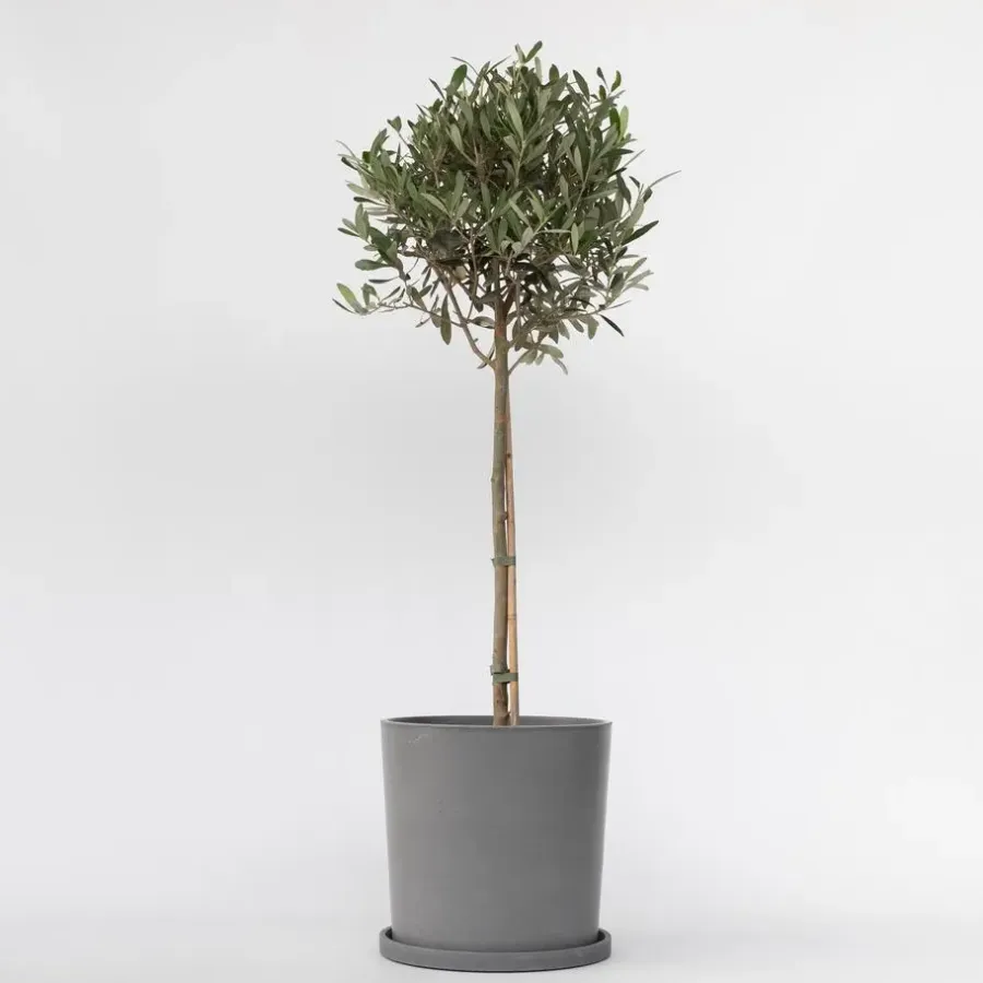 Plant in a Box Olijfboom - Olea europaea - Hoogte 90-100cm - ⌀21cm