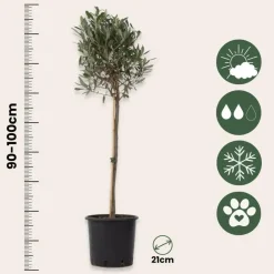 Plant in a Box Olijfboom - Olea europaea - Hoogte 90-100cm - ⌀21cm