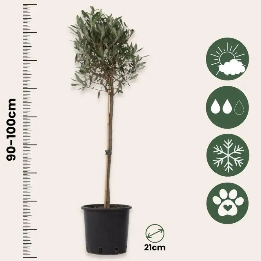 Plant in a Box Olijfboom - Olea europaea - Hoogte 90-100cm - ⌀21cm