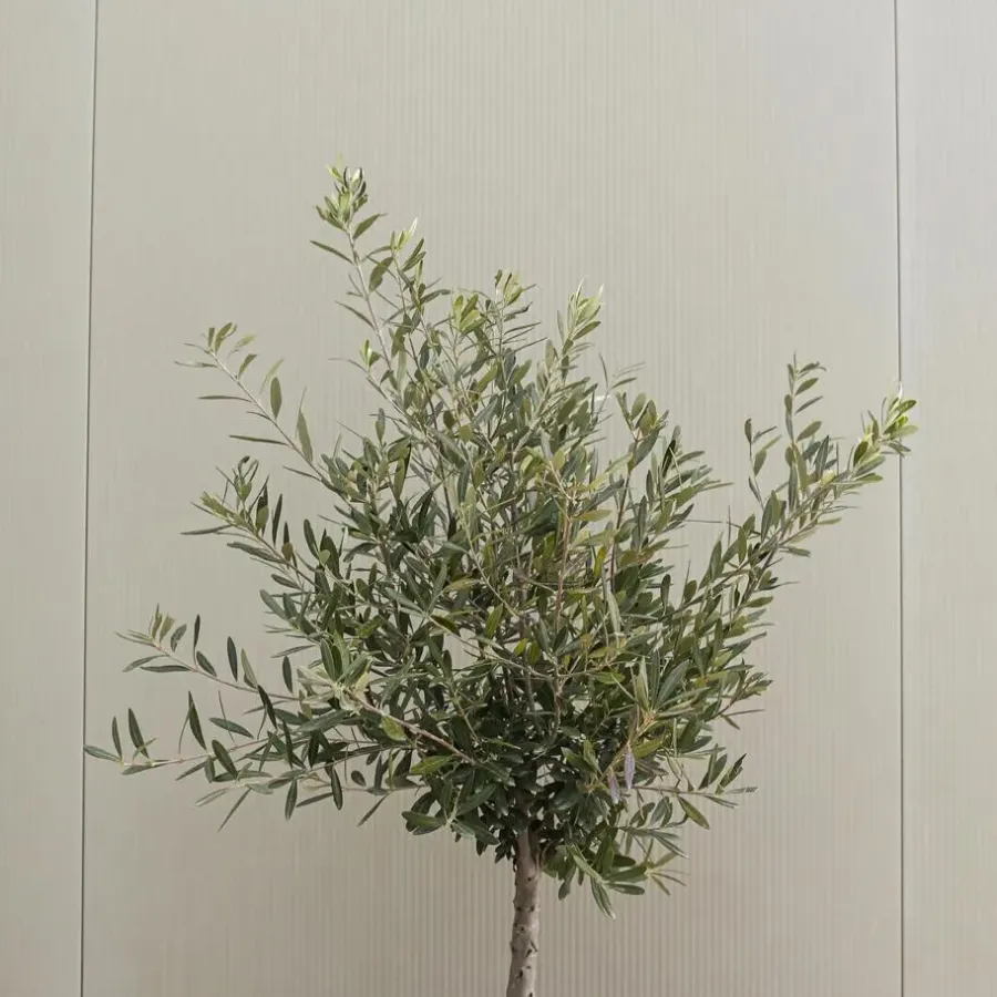Plant in a Box Olijfboom - Olea europaea - Hoogte 90-100cm - ⌀21cm