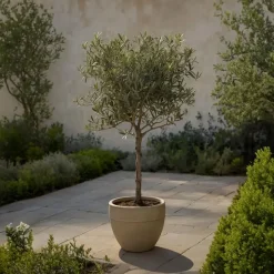 Plant in a Box Olijfboom - Olea europaea - Hoogte 90-100cm - ⌀21cm