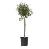 Plant in a Box Olijfboom - Olea europaea - Hoogte 80-90cm - ⌀19cm
