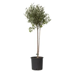 Plant in a Box Olijfboom - Olea europaea - Hoogte 80-90cm - ⌀19cm