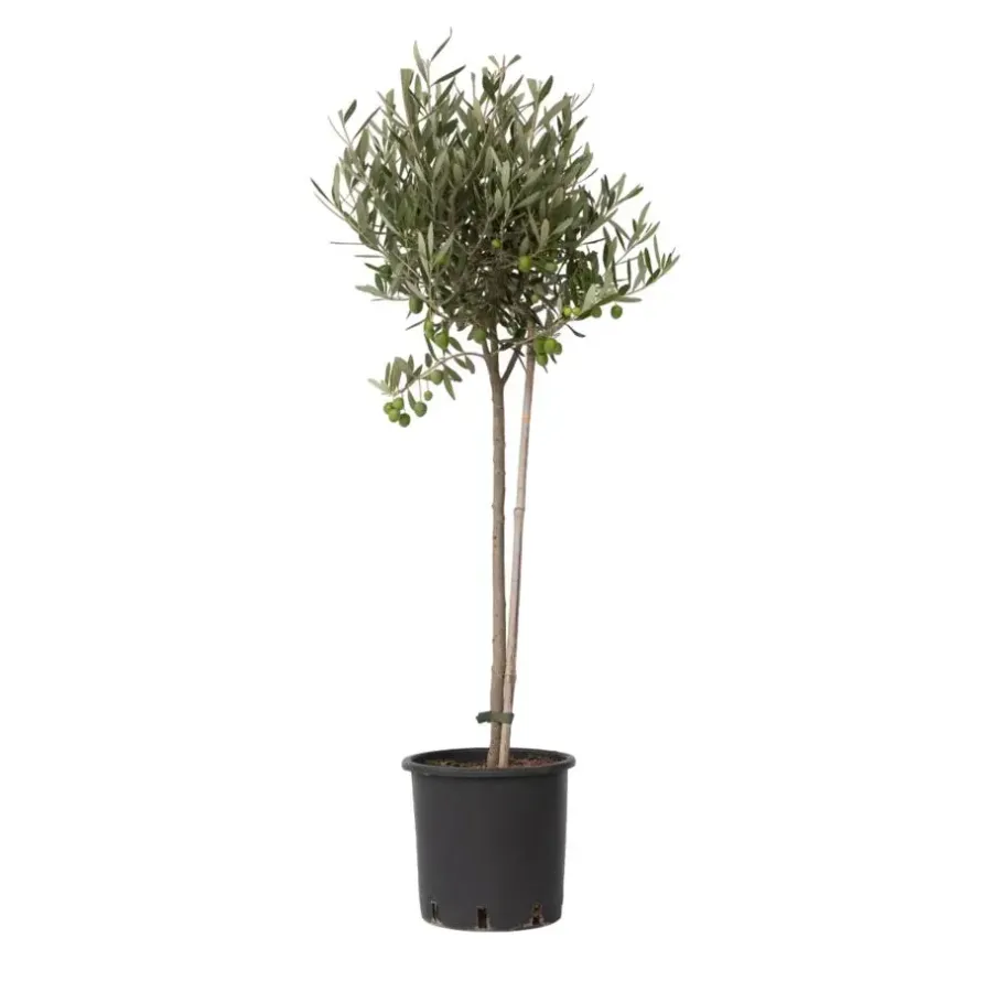 Plant in a Box Olijfboom - Olea europaea - Hoogte 80-90cm - ⌀19cm