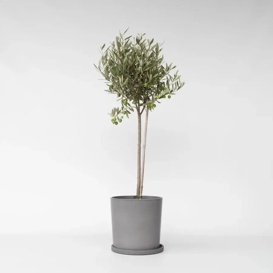 Plant in a Box Olijfboom - Olea europaea - Hoogte 80-90cm - ⌀19cm