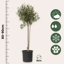 Plant in a Box Olijfboom - Olea europaea - Hoogte 80-90cm - ⌀19cm