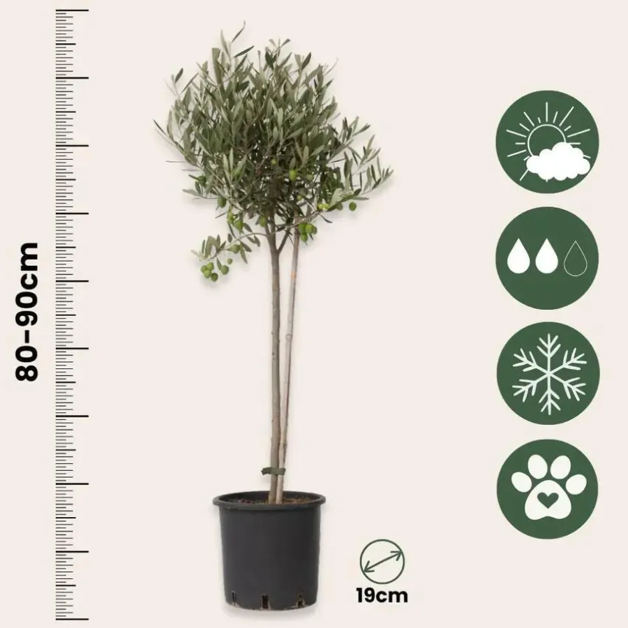 Plant in a Box Olijfboom - Olea europaea - Hoogte 80-90cm - ⌀19cm