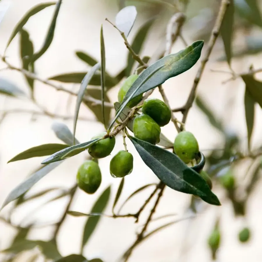Plant in a Box Olijfboom - Olea europaea - Hoogte 80-90cm - ⌀19cm