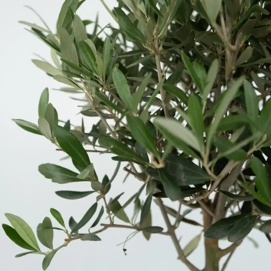 Plant in a Box Olijfboom - Olea europaea - Hoogte 80-90cm - ⌀19cm