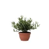 Planten|Bomen-Plant in a Box Olijfboom - Olea europaea - Hoogte 30-40cm - ⌀21cm
