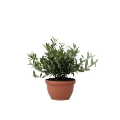 Planten|Bomen-Plant in a Box Olijfboom - Olea europaea - Hoogte 30-40cm - ⌀21cm