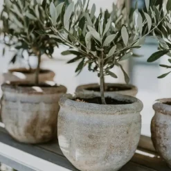Planten|Bomen-Plant in a Box Olijfboom - Olea europaea - Hoogte 30-40cm - ⌀21cm