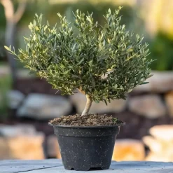 Planten|Bomen-Plant in a Box Olijfboom - Olea europaea - Hoogte 30-40cm - ⌀21cm