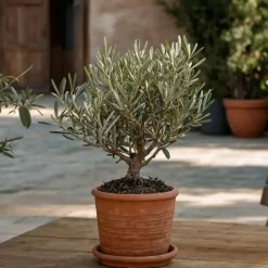 Planten|Bomen-Plant in a Box Olijfboom - Olea europaea - Hoogte 30-40cm - ⌀21cm